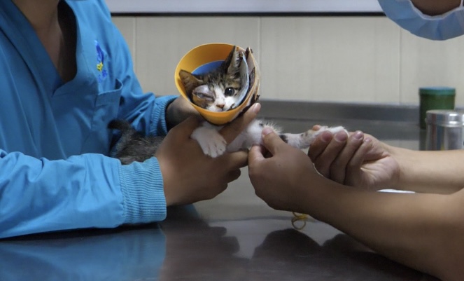猫咪在医院